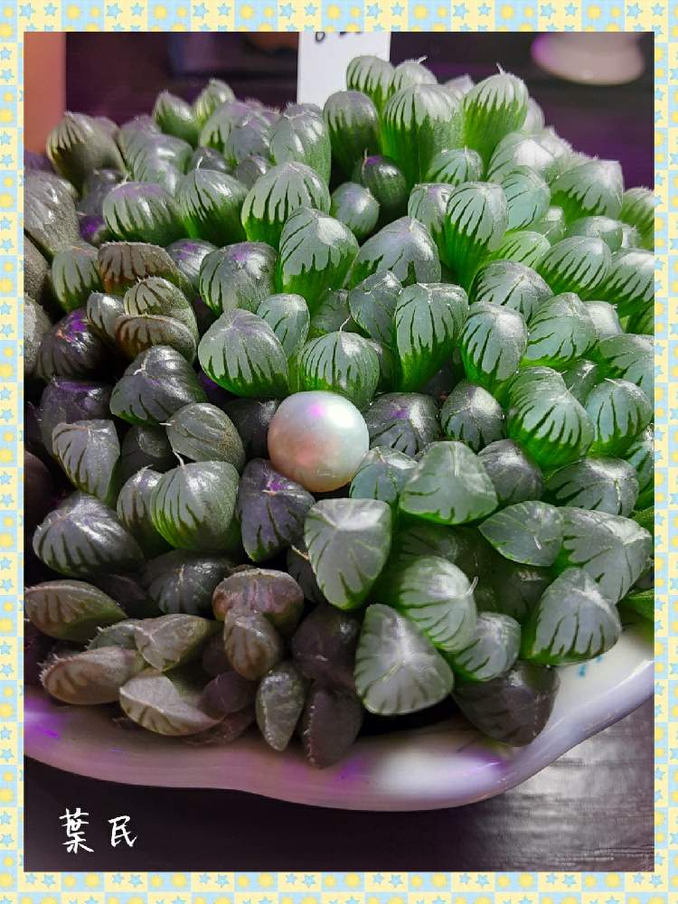 部屋の画像 by 葉民さん | 部屋と多肉植物と植物育成ライトとハオルチア属と黒腐土と多肉植物の育成と植中毒と新プロジェクトとつぶつぶの日と多肉種と自作用土