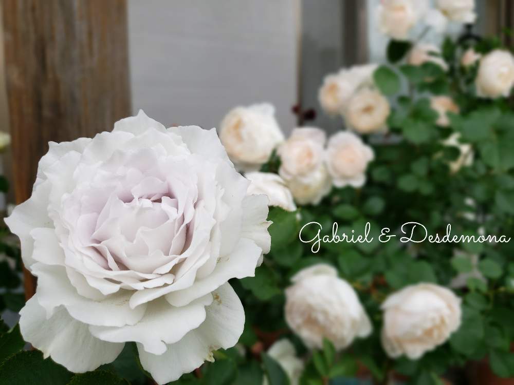 の画像 by hanamizukiさん | ガブリエルとデズデモーナと過去picとばら バラ 薔薇とバラ鉢植えと花のある暮らしと薔薇♪と薔薇あどとしろいはな
