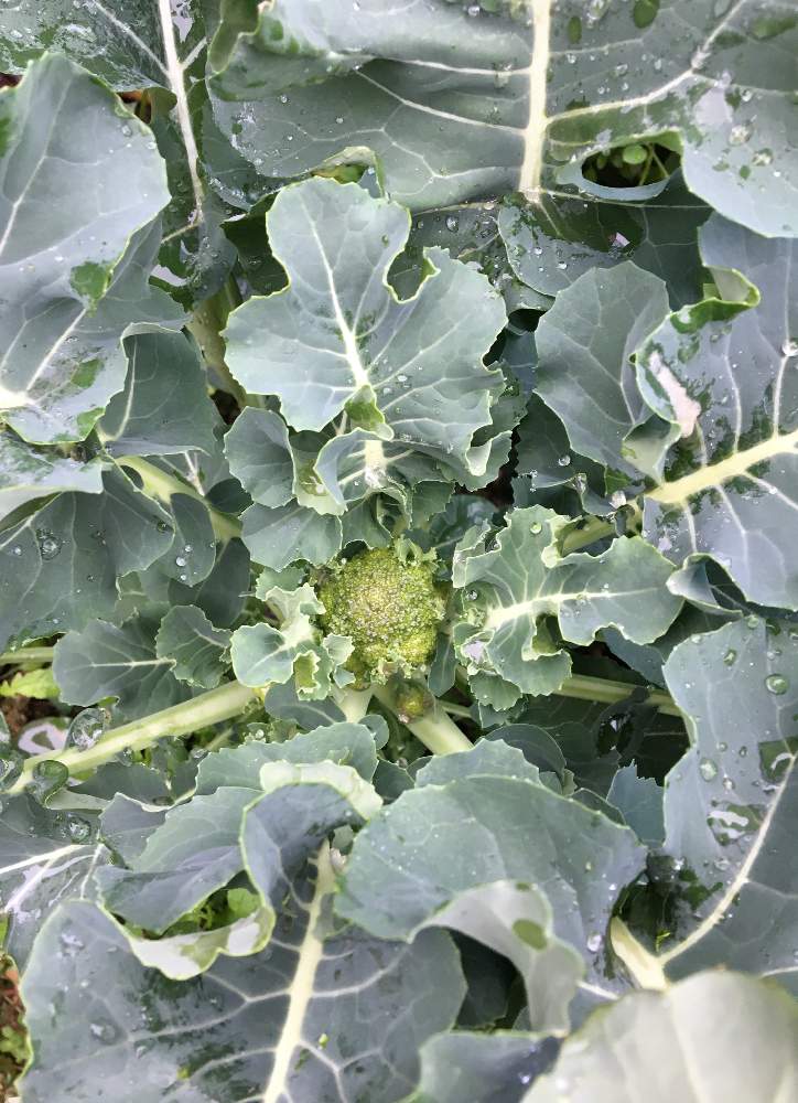 畑の画像 by ふーこさん | 畑とブロッコリーとお野菜と植物と畑の野菜と自家製野菜と冬野菜と家庭菜園と無農薬❤家庭菜園と楽しい家庭菜園