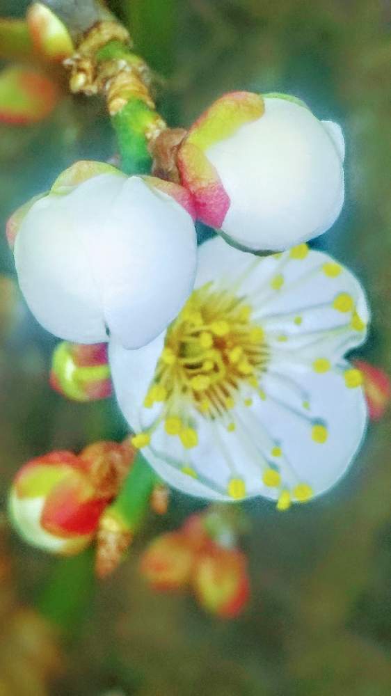 畑の画像 by *TOTOROGAO*2ndさん | 畑と梅(うめ)と#お花好き✨と花と緑のある暮らしと野あざみと私に、出来る ささやかな 想いと絆☆紡ぐ!と自然と 共にと# スマホ写真と# 私の 好きな 花 ☆と八ヶ岳トトロ✨絆とおうち園芸と八ヶ岳への 道のり✨と# 山野草とcan doと#花のある暮らしと素敵な 仲間とガーデニングと1月梅の花✨絆と#写真好きと#花友