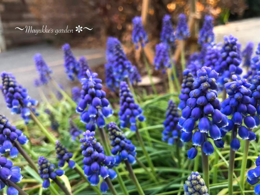 広い庭の画像 by まゆっけさん | 広い庭とムスカリとGS映えと春が待ち遠しいと暮らしに花をとビタミン Fと日々の生活を丁寧に…と花のある暮らしと花が好き