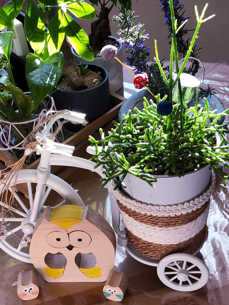 の画像 by ぽ〜め〜ままさん | リプサリスと多肉植物とGSでお買い物と皆様にありがとう♡と♡優しさに感謝♡とがんに負けるな!と(ㅅ˘˘)♡*.+゜感謝♡とダイスキ♡( 〃 ❛ᴗ❛ 〃 )♡とお部屋と多肉植物と♡ 綺麗 ♡と✧︎iPhone8撮影✧︎とだ〜い好き⁂とふくろう祭りと諒音!頑張って!!と医療現場の人々に感謝と♡私の癒しと花のある暮らしと✩.*˚願い☆。.:*・゜とお願いします(>人<;)とフクロウ祭とコロナ現場医師の悲痛な叫びと♡美しい♡