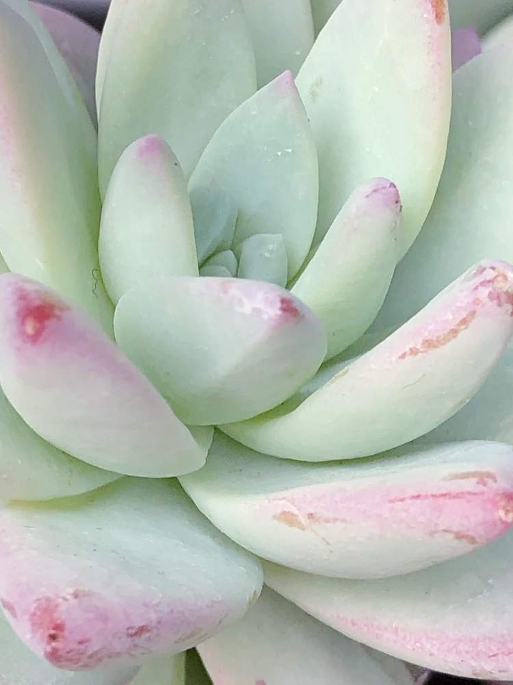 の画像 by ぽ〜め〜ままさん | スノーキャンディと多肉植物と(*˘⌣˘*)✿ฺ。おはよう♬と皆様にありがとう♡と♡優しさに感謝♡とがんに負けるな!と紅葉する多肉と(ㅅ˘˘)♡*.+゜感謝♡とダイスキ♡( 〃 ❛ᴗ❛ 〃 )♡と♡ 綺麗 ♡と✧︎iPhone8撮影✧︎とだ〜い好き⁂と諒音!頑張って!!と医療現場の人々に感謝と♡私の癒しと花のある暮らしと✩.*˚願い☆。.:*・゜とお願いします(>人<;)とコロナ現場医師の悲痛な叫びと♡美しい♡