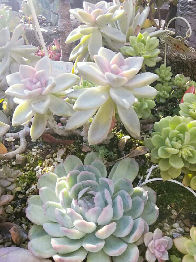 小さな庭の画像 by ピンクパンサーさん | 小さな庭とGSのお友達と❤と多肉植物といつもありがとう♡と多肉大好きとありがとう♡と多肉地植えとすてき…♡とGS映えとGSのみなさんに感謝♡とおうち園芸とかわぃぃ。と多肉女子と素敵な出会いに感謝と癒やしの時間とかわいいといやされると地植えとかわいい❤