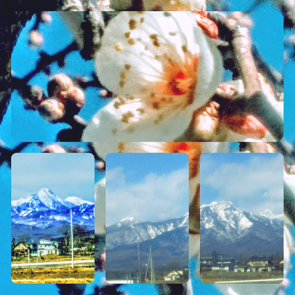 お出かけ先の画像 by TOTOROGAOさん | お出かけ先と梅(うめ)と八ヶ岳南麓✨冬景色と#お花好き✨と絆の多肉さん!!と花と緑のある暮らしと野あざみと私に、出来る ささやかな 想いと絆☆紡ぐ!と自然と 共にと# スマホ写真と雲仲間と# 私の 好きな 花 ☆と八ヶ岳トトロ✨絆とGSのみなさんに感謝♡とおうち園芸と八ヶ岳への 道のり✨と#花のある暮らしと素敵な 仲間とガーデニングと散歩で見つけた素敵✨と#写真好きと#花友