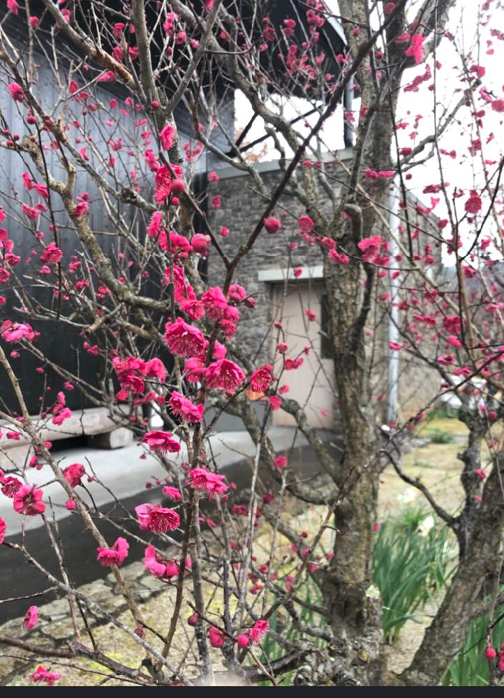 お出かけ先の画像 by まさん | お出かけ先と梅の木と梅の花 ピンクと1月と冬の気配と1月の花と今日の一枚とさんぽみちと花のある暮らしとチーム福岡