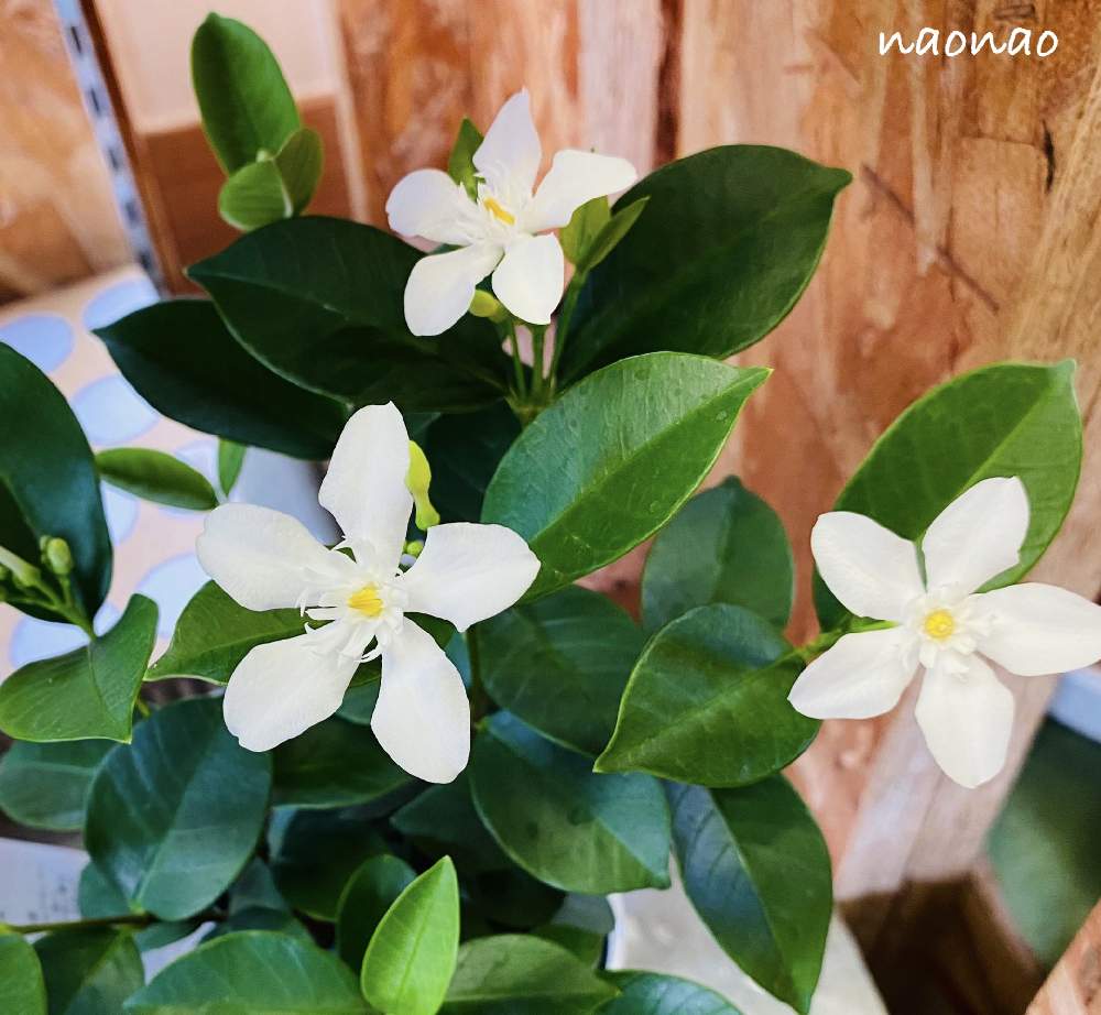 の画像 by nao70*さん | セイロンランティアと白いお花と可愛いなとお花は癒しと小花大好き