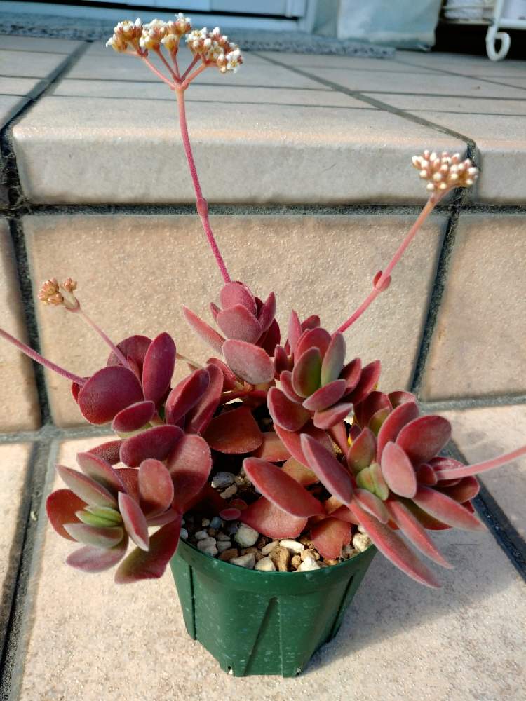 玄関の画像 by かくれんぼさん | 玄関と#多肉植物と自然界の色とウニカの多肉と多肉の花芽と愛猫家と冬支度と多肉の紅葉✨と多肉初心者