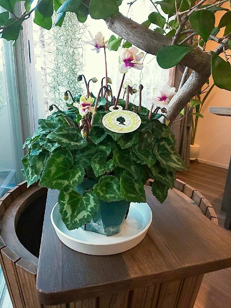 部屋の画像 by みんみんさん | 部屋とグリーンティアラと観葉植物と大型観葉植物と不思議ちゃんと八重咲きミニシクラメングリーンティアラとガーデンシクラメン*グリーンティアラとおうちで癒しとフィカストライアングラリスと癒されると素敵な出会いに感謝と癒やしの時間とおうち緑化計画と シクラメンとフィカストライアンギュラスと大人可愛い