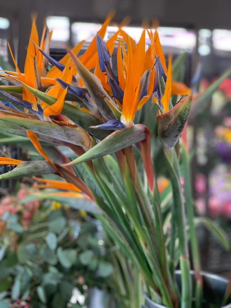 インテリアの画像 by 有限会社相武ガーデンさん | インテリアと多肉植物と観葉植物と植物のある暮らしとハンギングバスケットとドライフラワーと寄せ植えとスワッグとギャザリストと生花とギャザリングとリースとプリザーブドフラワーアレンジと苔玉と花屋とフラワーアレンジメントと花束