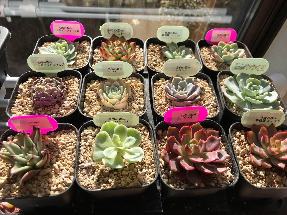 窓辺の画像 by 銀月さん | 窓辺と多肉植物と岩手県と多肉福袋と東北と購入メモと植中毒とエケベリア属とタニラーと多肉の森と韓国苗
