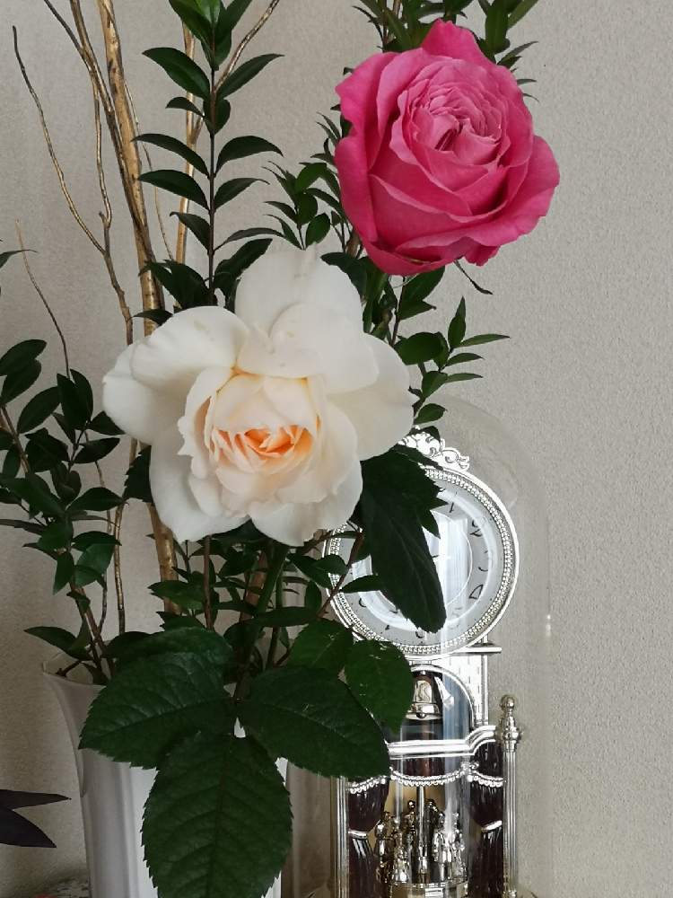 部屋の画像 by あずたろうさん | 部屋と白い薔薇とウンリュウヤナギと銀香梅とオール4ラブといつものお花屋さん