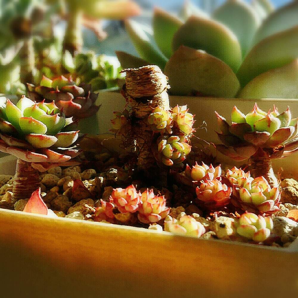窓辺の画像 by ナギさん | 窓辺とハッピーといつも、いいね!ありがとうございます(*´`)♡と多肉植物とおうち園芸とエケベリア属と癒されるとタニラーと鼻血が出ちゃう♡と記録用と多肉植物 多肉の有るくらし