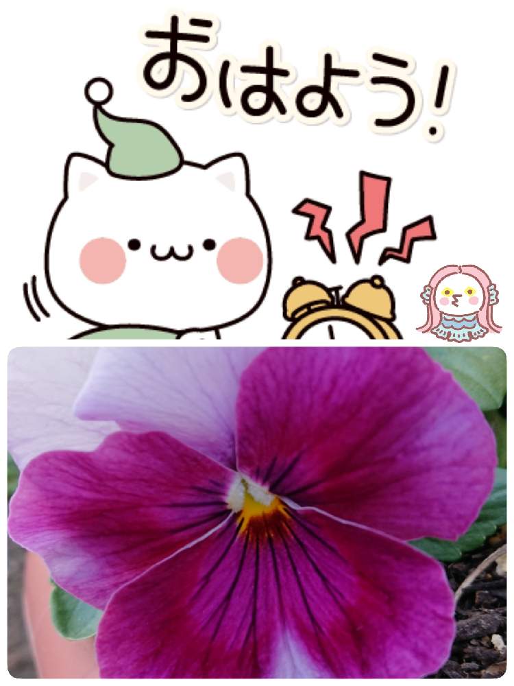 小さな庭の画像 by 苺さん | 小さな庭とプランターとプランター植えとおうち園芸とパンジーの栽培