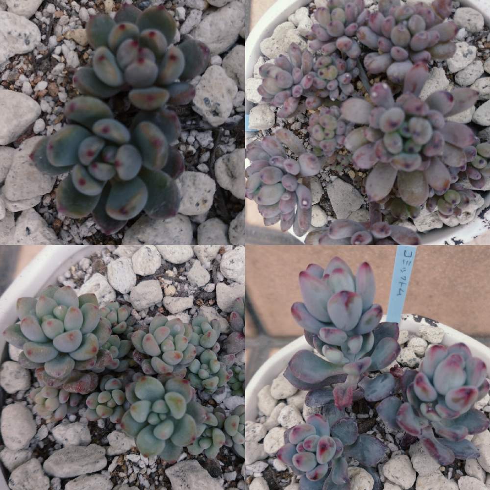 玄関の画像 by かくれんぼさん | 玄関と#多肉植物とそっくり多肉と自然界の色とウニカの多肉と多肉の花芽とブルーの多肉とつぶつぶ多肉