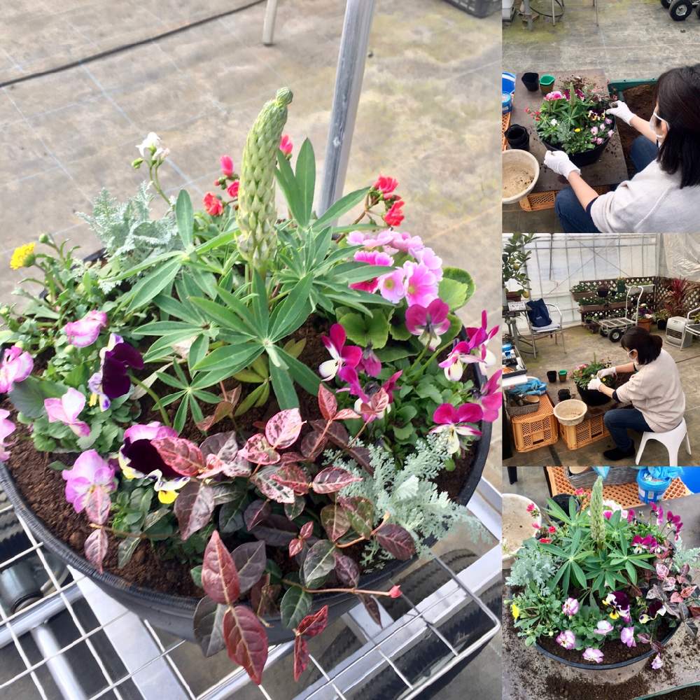 エクステリアの画像 by 生田園芸さん | エクステリアと直売所と生田園芸と千葉県と花苗販売とおうち園芸とルピナス*と季節の寄せ植えと花のある暮らしと寄せ植え大好き