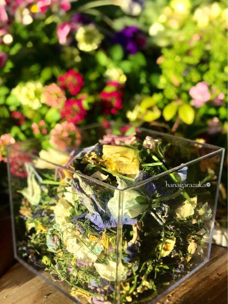 の画像 by プリエレさん | ビオラの花殻と花のある暮らしとGSアダルトチーム