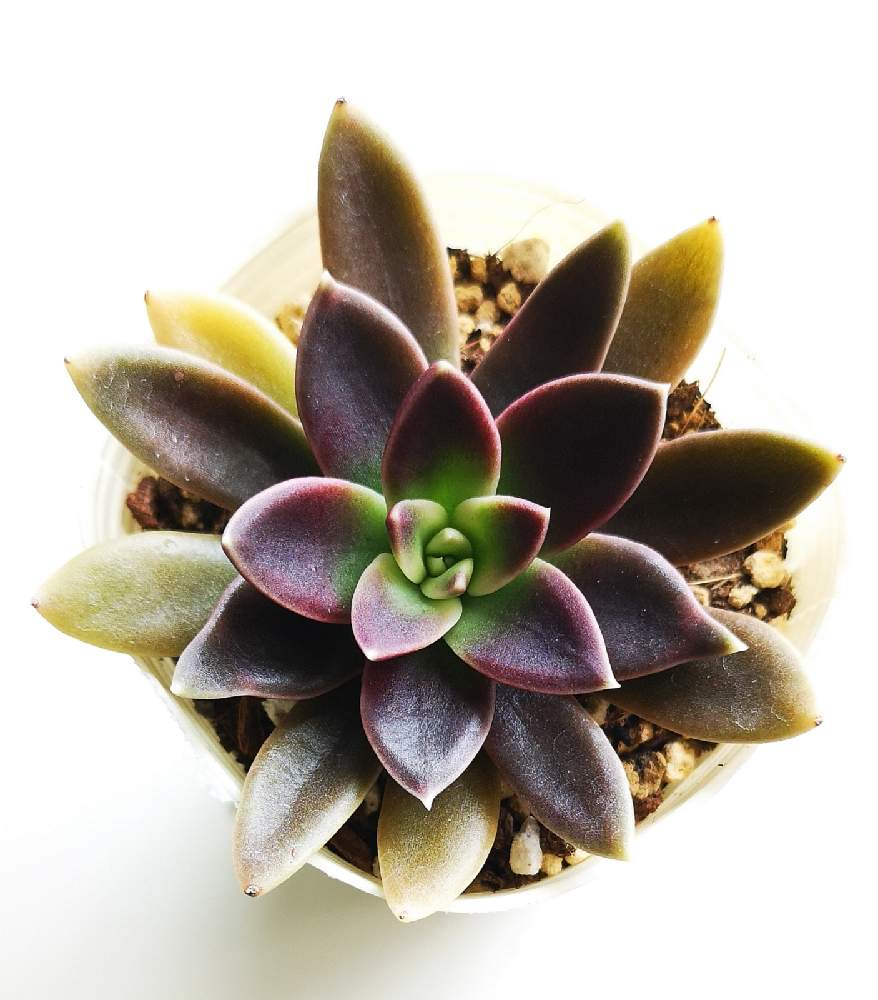 バルコニー/ベランダの画像 by eyeさん | バルコニー/ベランダとEcheveria 'Serrana'と세라나とセラナ?orセラーナ?と☆eye☆エケベリア属とICNと交配種とエケベリア属と세라나.と☆eye☆交配種とInternational Crassulaceae Networkとina-hanaと☆eye☆謎エケとEcheveria 'Serrana'と☆eye☆さ行と銀明色×古紫とセラノ?orセラーノ?とICN(国際ベンケイソウ科ネットワーク)と☆eye☆299と半額セールと松阪フラワーセンター