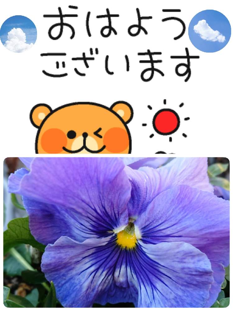 小さな庭の画像 by 苺さん | 小さな庭とプランターとプランター植えとおうち園芸とパンジーの栽培