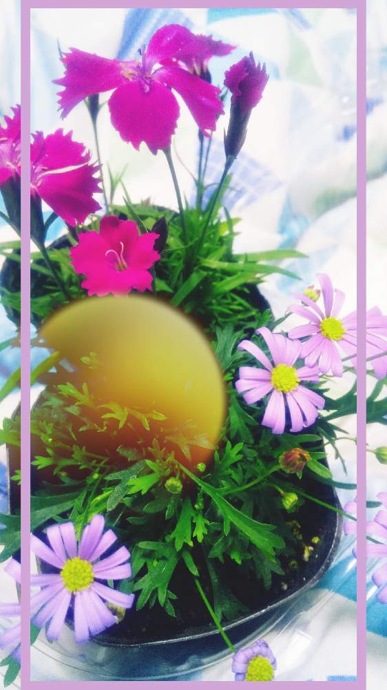 部屋の画像 by *TOTOROGAO*2ndさん | 部屋と宿根草ブラキカムとナデシコ常夏と#お花好き✨と花と緑のある暮らしと野あざみと私に、出来る ささやかな 想いと絆☆紡ぐ!と自然と 共にとyellと# スマホ写真と# 私の 好きな 花 ☆と八ヶ岳トトロ✨絆とGSのみなさんに感謝♡とおうち園芸と八ヶ岳への 道のり✨と# 山野草とcan doと#花のある暮らしと素敵な 仲間とガーデニングと#写真好きと#花友