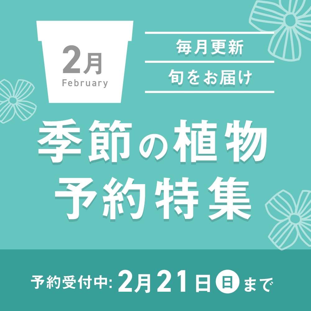 小さな庭の画像 by GreenSnapSTORE公式さん | 小さな庭と観葉植物と植物のある暮らしとおすすめ商品とGreenSnapSTOREとおうち園芸と花のある暮らし
