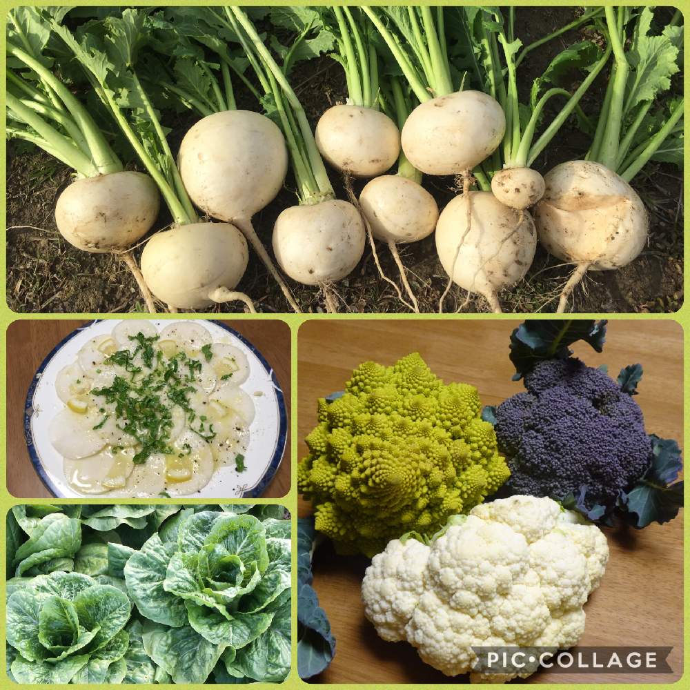 畑の画像 by Annさん | 畑とロメインレタスとカブとロマネスコとブロッコリーとカリフラワーと野菜作りと自家製野菜と冬野菜とビギナー野菜