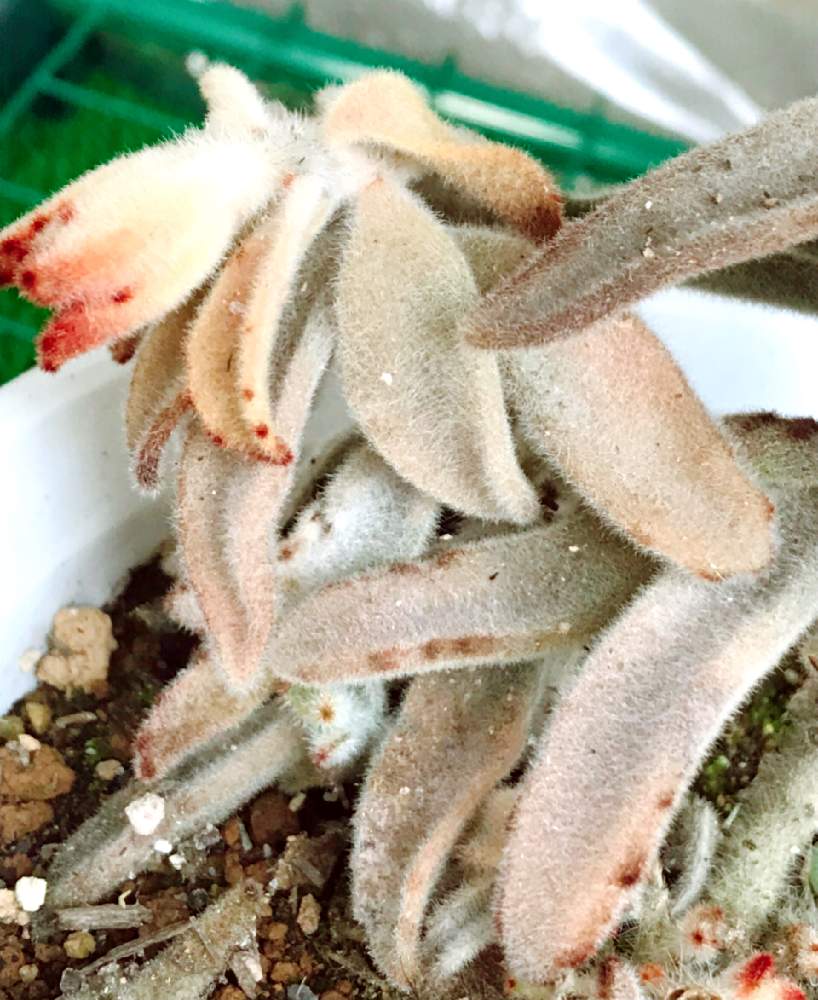 の画像 by チェスさん | チョコレートソルジャーと多肉植物と多肉大好きと寄せ植えとわが家の多肉スペースとおうち園芸と多肉女子と多肉寄せ植え