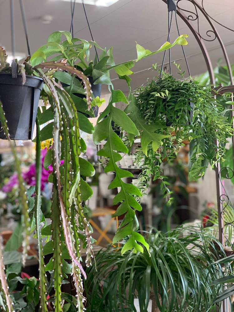 インテリアの画像 by 有限会社相武ガーデンさん | インテリアと多肉植物と観葉植物と植物のある暮らしとハンギングバスケットとドライフラワーと寄せ植えとスワッグとギャザリストと生花とギャザリングとリースとプリザーブドフラワーアレンジと苔玉と花屋とフラワーアレンジメントと花束
