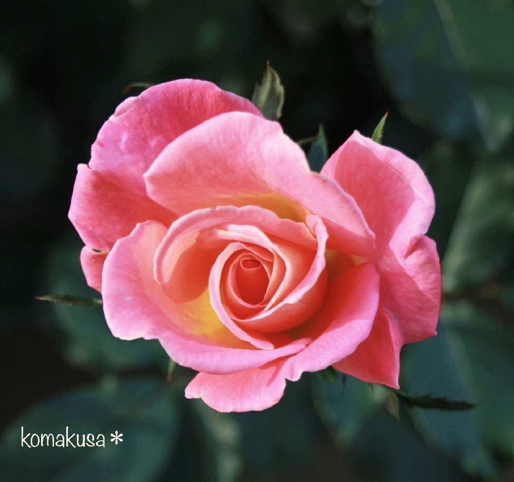 バルコニー/ベランダの画像 by こまくささん | バルコニー/ベランダと薔薇 グラナダと過去picとばら バラ 薔薇とお気に入り♡と癒しと一眼レフと美しいと700picとsweetと素敵な時間と花のある暮らし