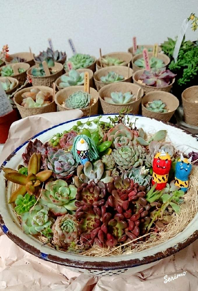 窓辺の画像 by セリモさん | 窓辺と多肉植物と多肉大好きとわが家の多肉スペースと多肉のある暮らしと45さんのピーナッツとわが家の多肉さんと節分