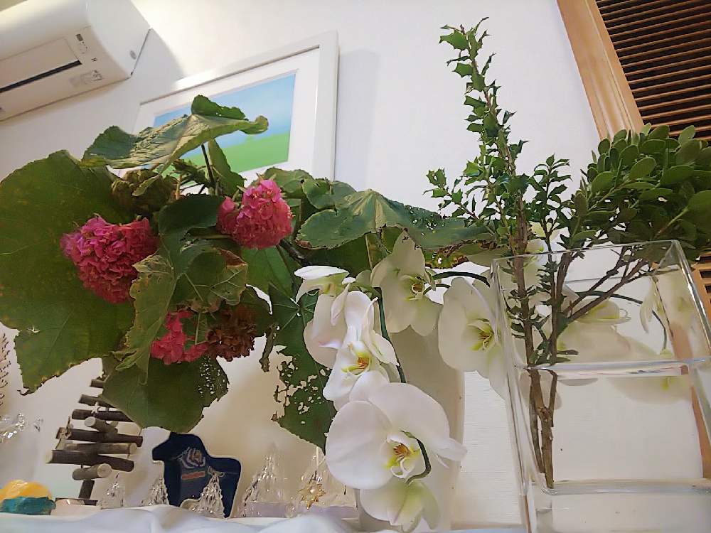 部屋の画像 by あしたか彦さん | 部屋と柊(ひいらぎ)と別名 ピンクボール ドンベヤ.ウォリッキーと胡蝶蘭(こちょうらん)と沖縄県名護市