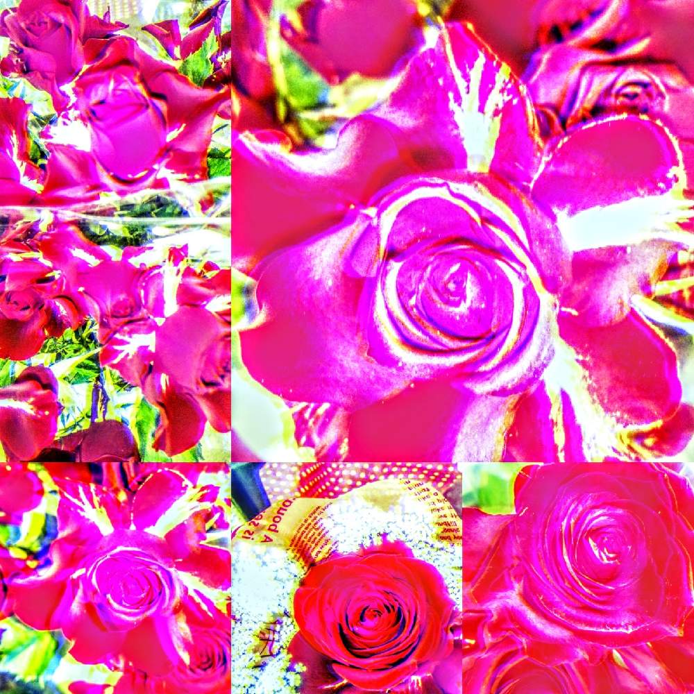 お出かけ先の画像 by *TOTOROGAO*2ndさん | お出かけ先とばらバラ薔薇と#お花好き✨と花と緑のある暮らしと野あざみと私に、出来る ささやかな 想いと絆☆紡ぐ!と自然と 共にとyellと# スマホ写真と# 私の 好きな 花 ☆と八ヶ岳トトロ✨絆とおうち園芸と八ヶ岳への 道のり✨と# 山野草とcan doと#花のある暮らしと素敵な 仲間とガーデニングと散歩で見つけた素敵✨と#写真好きと#花友