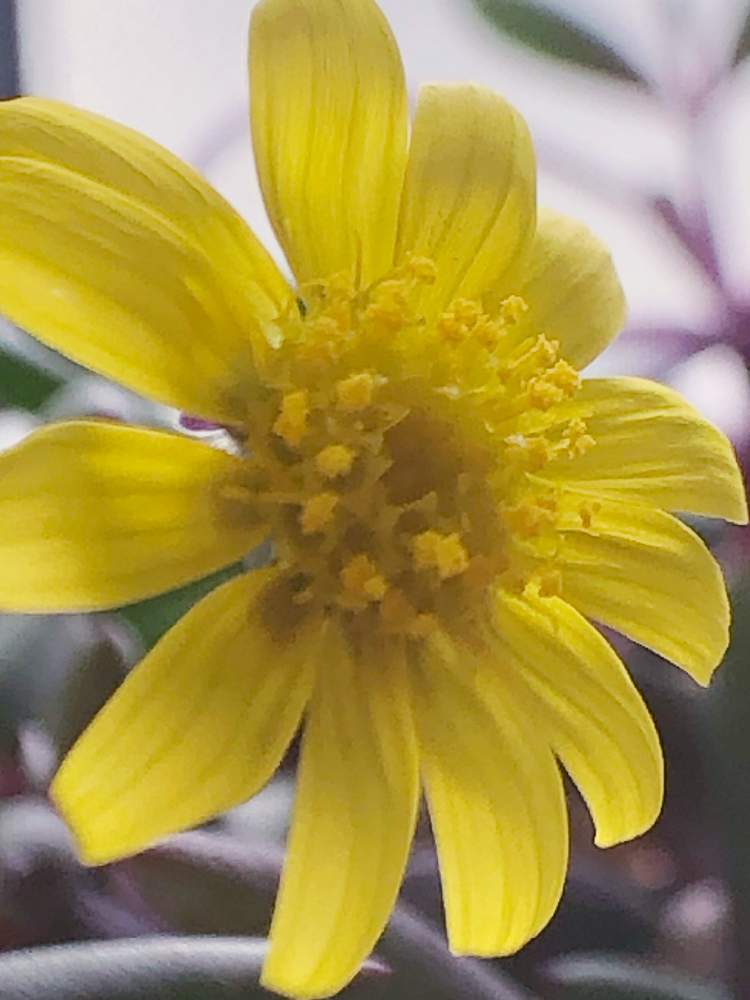 の画像 by ぽ〜め〜ままさん | ルビーネックレスの花と皆様にありがとう♡と♡優しさに感謝♡とがんに負けるな!と☆おやすみ☆と(ㅅ˘˘)♡*.+゜感謝♡とおうち園芸とダイスキ♡( 〃 ❛ᴗ❛ 〃 )♡と♡ 綺麗 ♡と✧︎iPhone8撮影✧︎とだ〜い好き⁂と諒音!頑張って!!と医療現場の人々に感謝と♡私の癒しと花のある暮らしとღ㋔㋡㋕㋹㋚㋮ღと✩.*˚願い☆。.:*・゜と❤️ 感謝 ❤️とお願いします(>人<;)とコロナ現場医師の悲痛な叫びと♡美しい♡