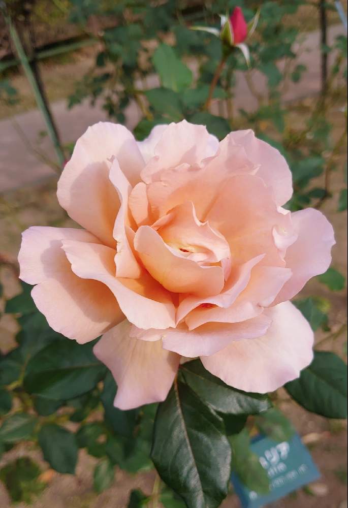 お出かけ先の画像 by *なおみ*さん | お出かけ先とバラ ジュリアとブラウンのバラとばら バラ 薔薇と水曜ローズショーと春よ来い、早く来いとコロナに負けるな!と医療関係者に感謝‼️としあわせ運べるようにと㊗️ひろりん♪さん1300picとシックなバラとばら 薔薇 バラと頑張ろう日本❣️とお花のある暮らし