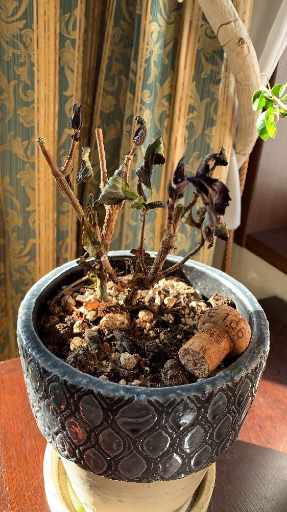 窓辺の画像 by ママ子さん | 窓辺と紫陽花と紫陽花 スプリンググリーンとGSでお買い物と冬のボタニカルライフとおうち園芸と日光浴と楽しみ〜と待ってるよ