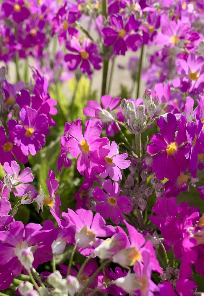 の画像 by ejyoさん | サクラソウとサクラソウ科と職場とピンク色の花と花のある暮らしとサクラソウ科サクラソウ属