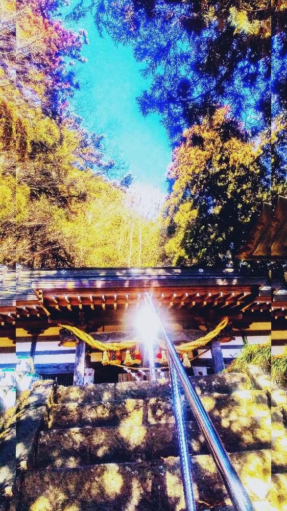 お出かけ先の画像 by TOTOROGAOさん | お出かけ先と大滝神社の 森の景色と#お花好き✨と#笑顔で 紡ぐ 花友と花と緑のある暮らしと野あざみと私に、出来る ささやかな 想いと絆☆紡ぐ!と自然と 共にと# スマホ写真と雲仲間と# 私の 好きな 花 ☆と八ヶ岳トトロ✨絆とおうち園芸と八ヶ岳への 道のり✨と# 山野草と#花のある暮らしとガーデニングと散歩で見つけた素敵✨と#写真好きと大滝神社の森の景色