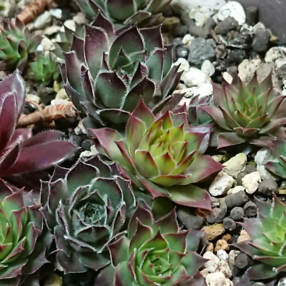 棚の画像 by ここゆずさん | 棚と多肉植物とセンペル丼と センペルビウムとゆとりの時間とおうち園芸と癒し空間と多肉女子と心のゆとりとGREEN UP!といやし♪と癒しのひと時