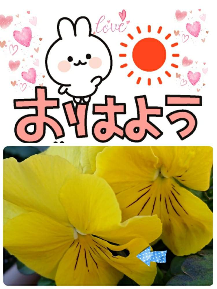 小さな庭の画像 by 苺さん | 小さな庭とプランターとプランター植えとおうち園芸とパンジーの栽培