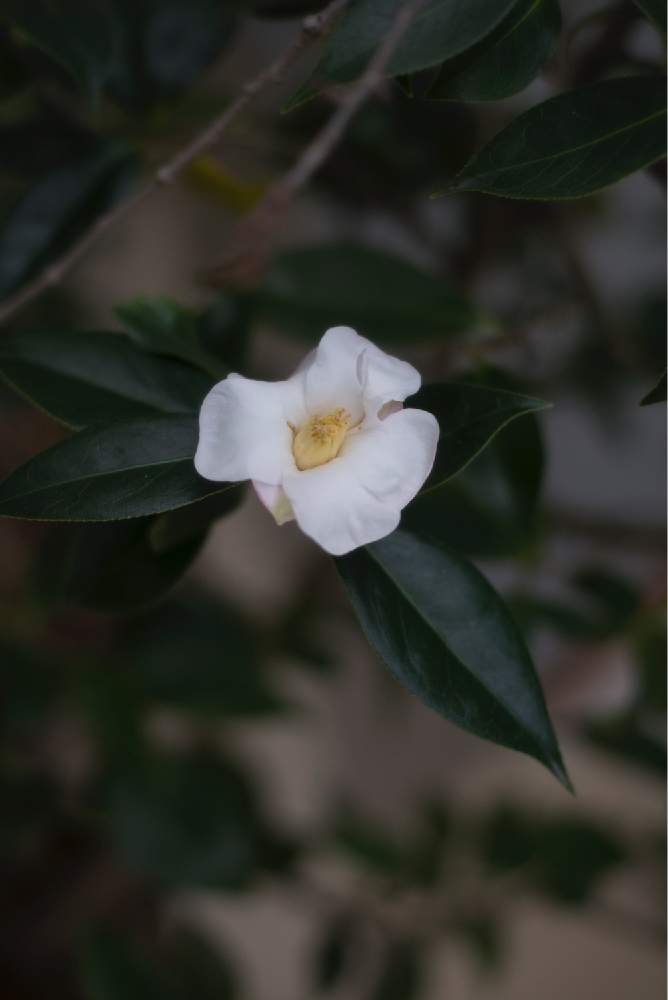 お出かけ先の画像 by satoさん | お出かけ先と椿・昭和佗助とnikond750と温室と豊平公園と北海道と札幌とカメラ小僧クラブ
