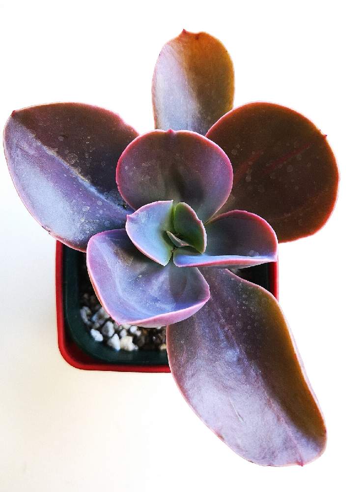 寝室の画像 by eyeさん | 寝室とEcheveria 'Purple Pearl'とパープルパールと☆eye☆エケベリア属と☆eye☆280と三重県とエケベリア属とコメリとホムパトとホムパト(ホームセンター パトロール)と清水園とshimizuenと碧南市三間町と☆eye☆は行とパープルパール♡とエケベリア パープルパールとEcheveria 'Purple Pearl'