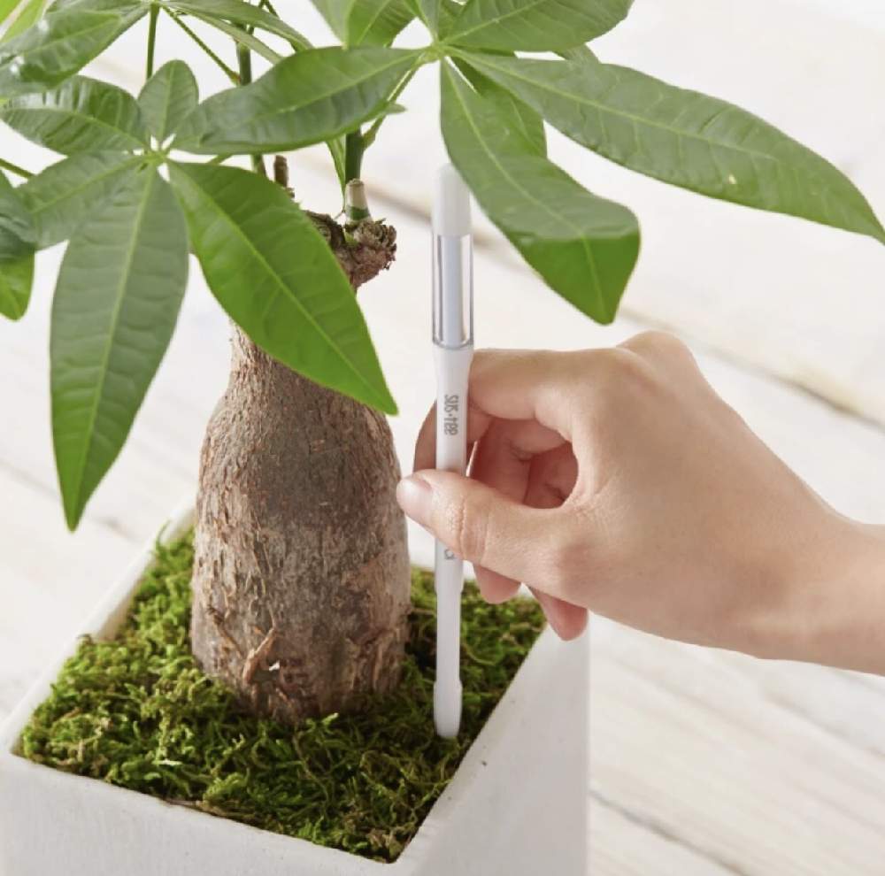 部屋の画像 by GreenSnapSTORE公式さん | 部屋と鉢植え植物専用水分計 サスティーと多肉植物とみどりのある暮らしとGSでお買い物と観葉植物と植物のある暮らしとSUSTEE(サスティ)とおすすめ商品とGreenSnapSTOREと花のある暮らしと人気商品
