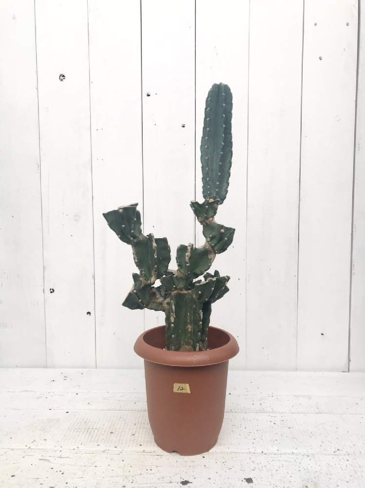 の画像 by CLUTCH FURNITUREさん | 多肉植物とサボテン科と男前プランツと観葉植物と植物のある暮らしと男前植物と神戸市西区と神戸と 柱サボテン と男前