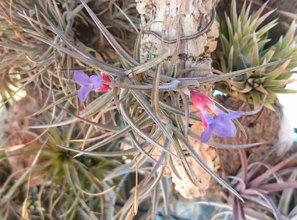 広い庭の画像 by かき揚げさん | 広い庭とチランジア ジョネシーとチランジアの花!と多肉植物とオザキフラワーパークと植中毒と温室と多肉おばちゃんとエアプランツとエアープランツ/チランジア