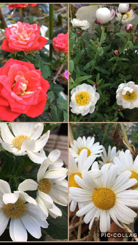 小さな庭の画像 by 花が好きさん | 小さな庭とマーガレットと花かんざしとミニ薔薇♡とサイネリアといつも笑顔で〜〜♡とキュンキュン乙女倶楽部と白い花好きです♡とみんなが幸せに〜〜♡と薔薇愛同盟とありがとう♡とGSミニモニと花のある世界♡とバラと夢CLUBと小さな庭♡ととても癒される♡とガーデニングと花のある暮らしと花が好きです♡♡♡と花の16年組♡とみんなが健康に〜〜♡と赤い花も好き♡と癒しの時間♡と可愛らしい♡