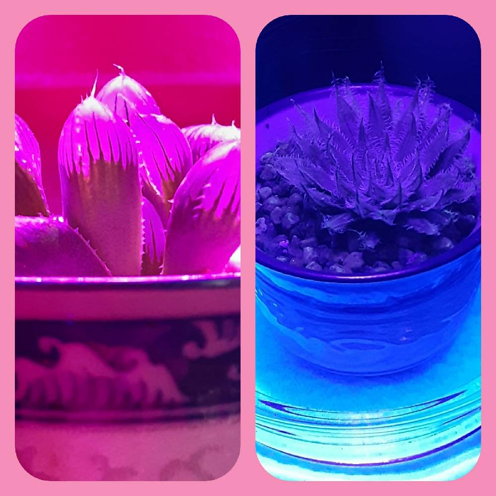 部屋の画像 by 葉民さん | 部屋と多肉植物と植物育成ライトとハオルチア属と黒腐土と多肉植物の育成と黒腐田土と植中毒と新プロジェクトと多肉種と自作用土