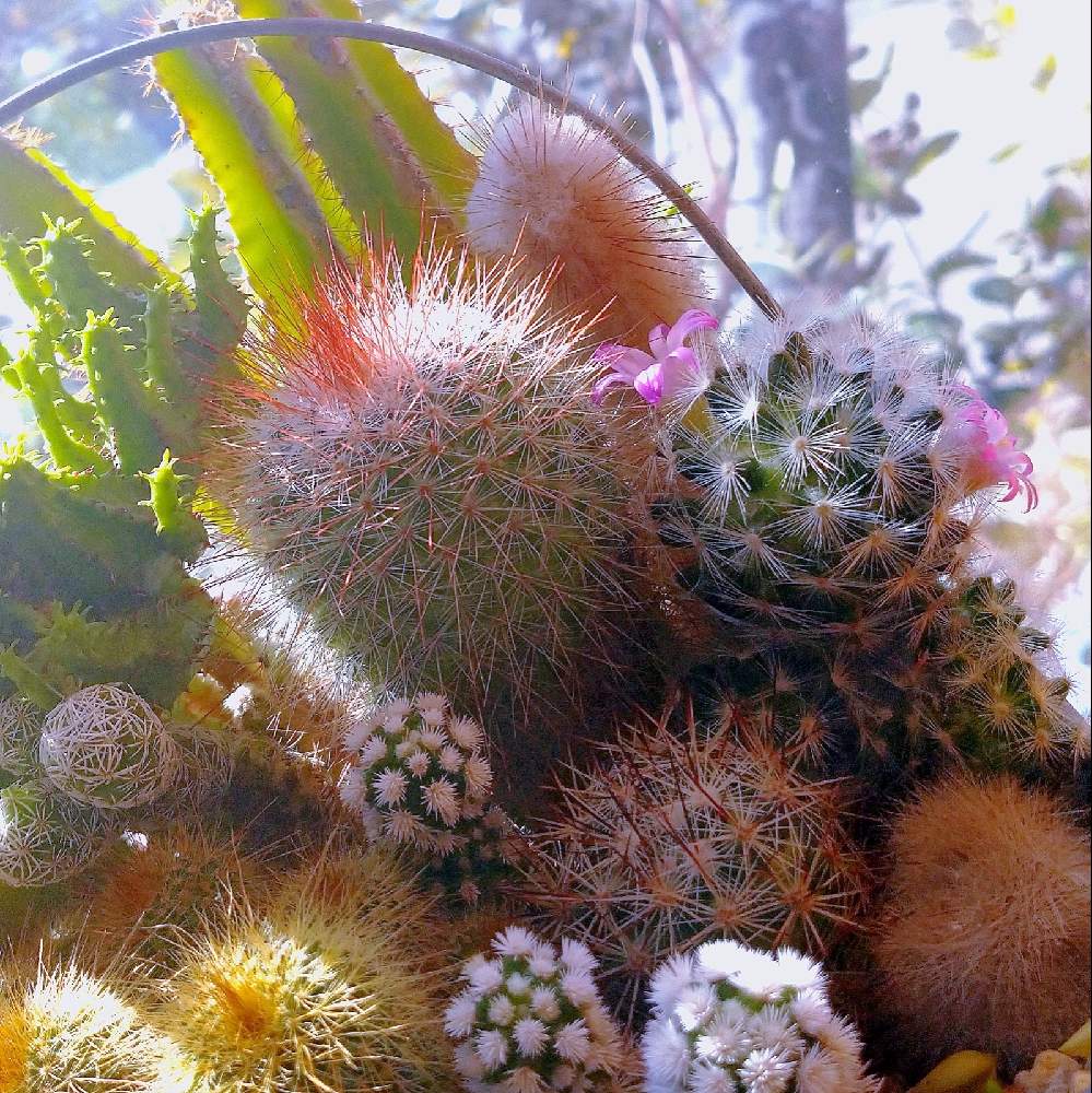 窓辺の画像 by neconiwaさん | 窓辺とbotanicallifeとサボテン寄せと丁寧な暮らしと寄せ植えと多肉のある暮らしと今日の一枚と癒しのひと時と店頭ディスプレイ