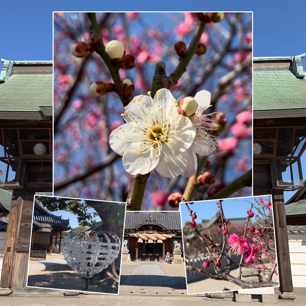 お出かけ先の画像 by Okavangoさん | お出かけ先と紅梅と白梅と紅白・JAPANと冬・HYOGOと春がきた!かも