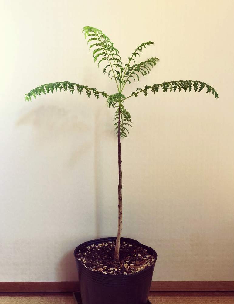 の画像 by mikkunさん | ジャカランダと観葉植物と植物のある暮らしと南国と成長とオーストラリアとヤシと新芽