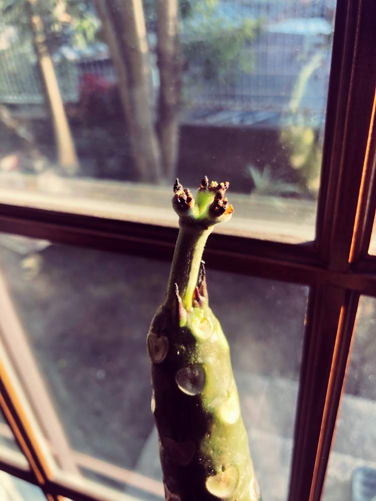 の画像 by mikkunさん | プルメリアとみどりのある暮らしと観葉植物と植物のある暮らしと南国と成長と熱帯植物